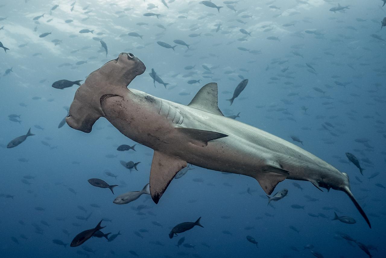 Haischutz und illegaler Fischfang in Costa Rica und Ecuador
